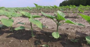 Küçük ayçiçeği sapları ile orman arasında küçük bir alan. düşük açı.