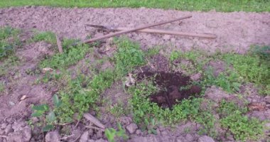 Doğal ıslah ıslahı için bahçe kompostlarının yerleştirilmesi, dikim için toprağın hazırlanması.