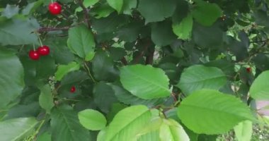 Kırmızı meyve bir çift ile organik tarım küçük verimleri ile küçük bir ağaç kiraz.