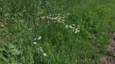 Yeşilliklerle çevrili gölge ve güneşte yaz boyunca parkta bir yürüyüş.