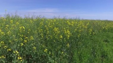 Yeşilliklerle çevrili gölge ve güneşte yaz boyunca parkta bir yürüyüş.