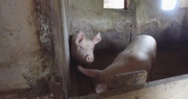Kapalı bir alanda küçük bir domuz çiftliği, doğal üreme.