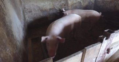 Kapalı bir alanda küçük bir domuz çiftliği, doğal üreme.