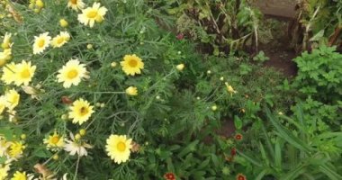 Bahçede çiçek Shot, çiçeklerile bir yol.