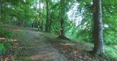 Toprak yol boyunca parkta sağlıklı bir sabah yürüyüşü.