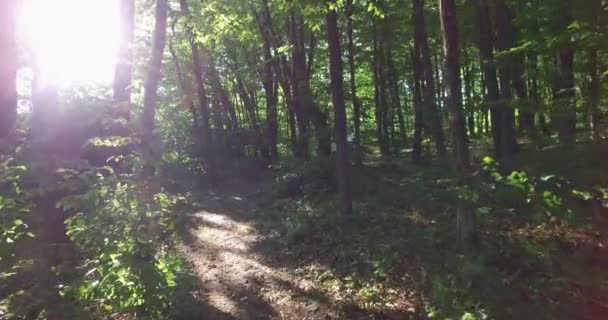 En marchant dans le parc le matin, la lumière du soleil passe à travers la canopée .