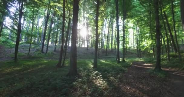 En marchant dans le parc le matin, la lumière du soleil passe à travers la canopée .