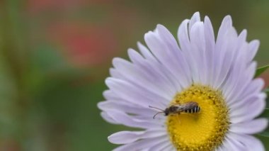 Bitkin bir orman yaban arısı, bir çiçeğin üzerinde dinleniyor. Yakın çekim..