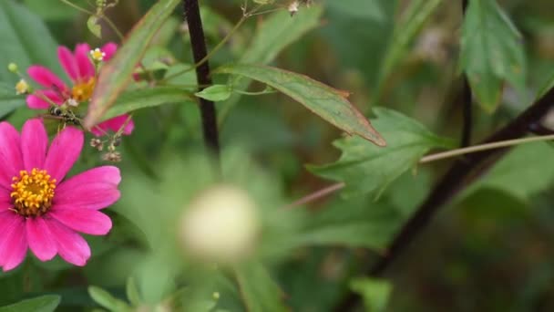 Bitkin Eşek Arısı Çiçek Sapının Etrafında Dolaşıyor — Stok video