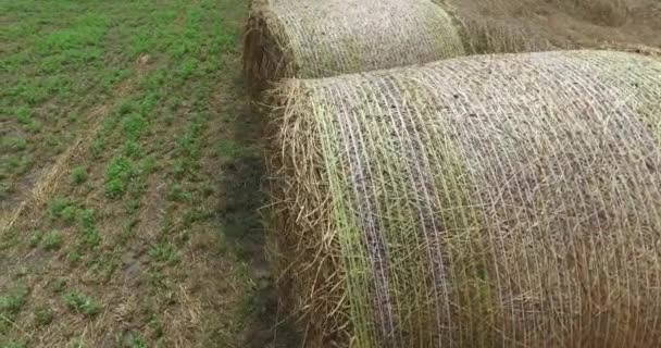 穀物畑の隣の畑の藁のロール — ストック動画