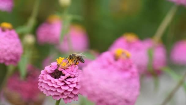 Uma Abelha Numa Flor Rosa Recolhe Pólen Para Mel Zinnia — Vídeo de Stock