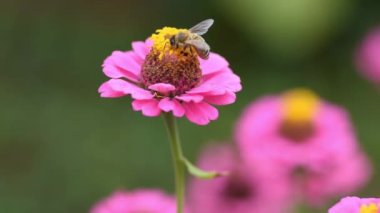 Pembe çiçekli bir arı bal için polen toplar. Zinnia elegans adi Zinnia veya zarif zinnia. Uçan arıyı yakından çek..