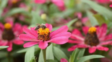 Pembe çiçekli bir arı bal için polen toplar. Zinnia elegans adi Zinnia veya zarif zinnia. Uçan arıyı yakından çek..