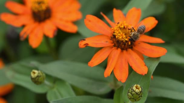 Μέλισσα Στο Πορτοκαλί Λουλούδι Μαζί Μυρμήγκια Που Απομακρύνουν Zinnia Angustifolia — Αρχείο Βίντεο