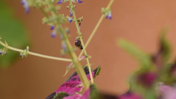 Çiçekten Çiçeğe Uçan Küçük Bir Çiçeğin Üzerindeki Arı — Stok video