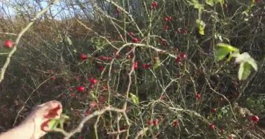 Yabani gül kalçası koleksiyonu, bitkisel çay için nar..