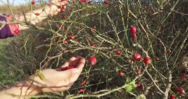 Yabani gül kalçası koleksiyonu, bitkisel çay için nar..