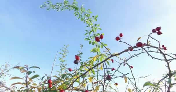 Άγριες Τριανταφυλλιές Ρόδι Στη Φύση Για Τσάι Από Βότανα — Αρχείο Βίντεο