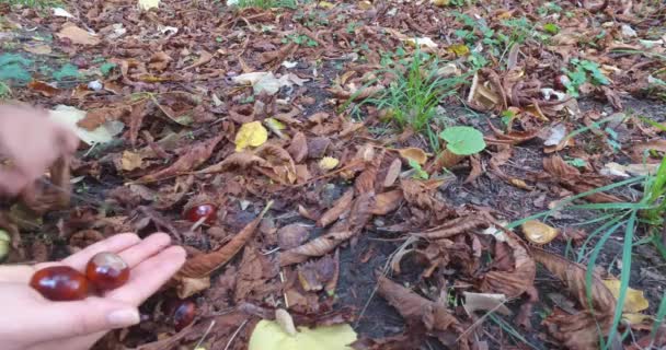 Buscando Castanhas Floresta Pelo Solo Coleção Castanhas Para Decoração — Vídeo de Stock