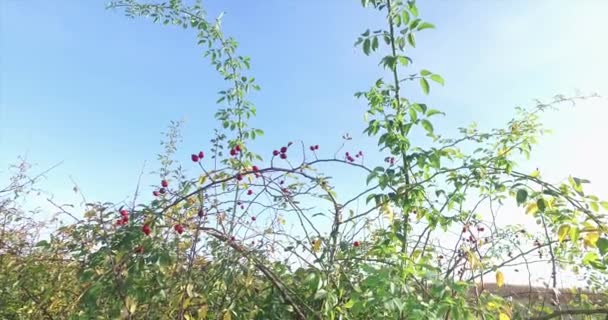 Rosas Silvestres Granada Naturaleza Para Hierbas — Vídeo de stock