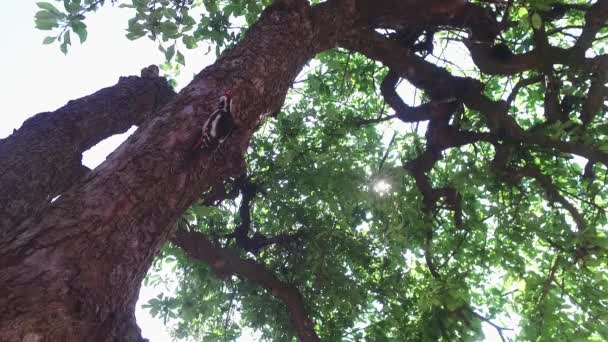在早春的时候 一只啄木鸟在苹果树上一天之中走近并离开了它自己筑成的巢 — 图库视频影像