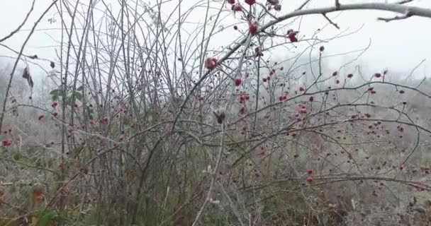 Small Hill Covered Frost Bushes Also Wild Rose Bushes — Stock Video