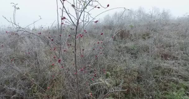 野生のバラの茂みである霜や茂みで覆われた小さな丘 — ストック動画