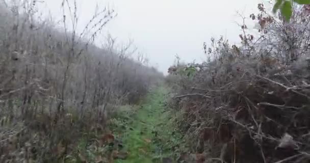 Una Pequeña Colina Fría Cubierta Heladas Arbustos Pequeño Camino — Vídeos de Stock