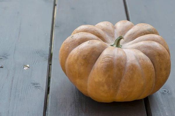 Orangenkürbis Der Natur Geerntet Perfekt Für Das Halloween Fest — Stockfoto