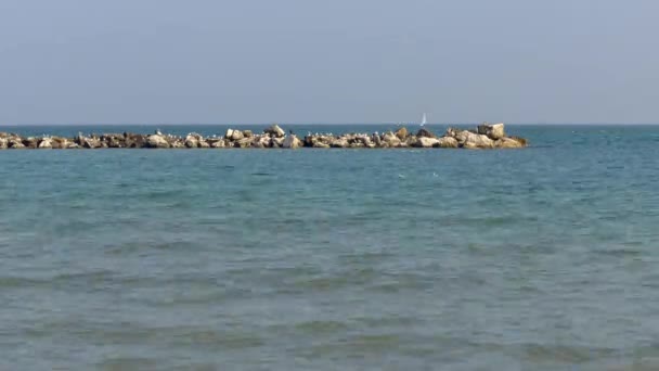 Strand Winter Adriatische Zee Met Blauwe Water Gele Zand Rust — Stockvideo