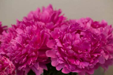 pembe peonies, çeşitli Glory Hallelujah