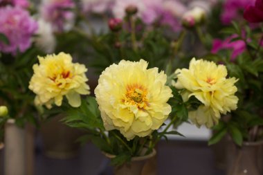 Sarı peonies, çeşitli Bartzella. Seçici odak