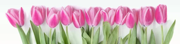 Rosa Tulipán Flores Borde Aislado Sobre Fondo Blanco — Foto de Stock