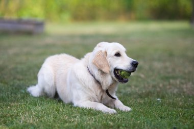 Park yeşil çimenlerin üzerinde top oynamaktan altın geri almak