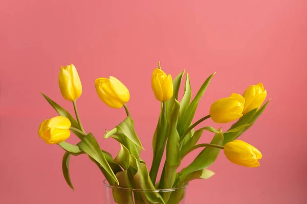 Tarjeta Primavera Pascua Tulipanes Amarillos Sobre Fondo Coral Enfoque Selectivo —  Fotos de Stock
