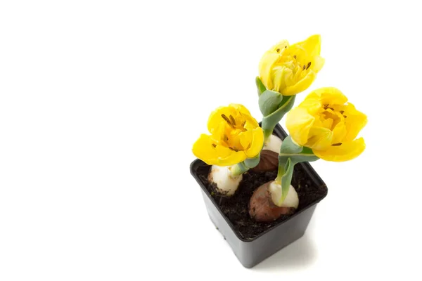 Gelbe Tulpen Blumentopf Frühling Isoliert Über Weißem Hintergrund — Stockfoto