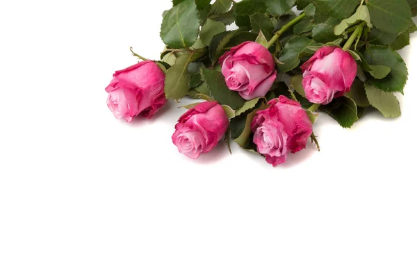 Pink Roses Isolated White Background — Stock Photo, Image