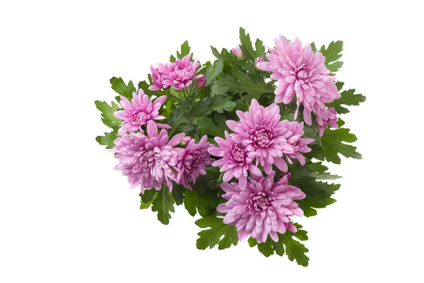 Lila Krysantemum Blommor Isolerad Vit Bakgrund — Stockfoto