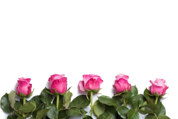 Розовые Розы Выделенные Белом Фоне — стоковое фото