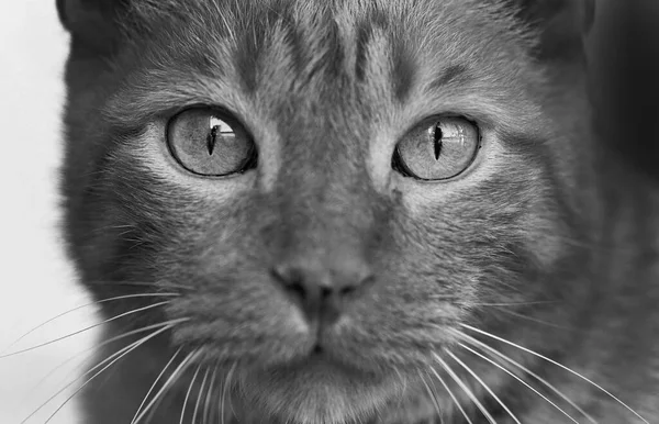 Cara Gato Close Preto Branco — Fotografia de Stock