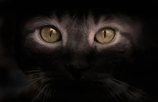 猫の黄色と赤の目 — ストック写真