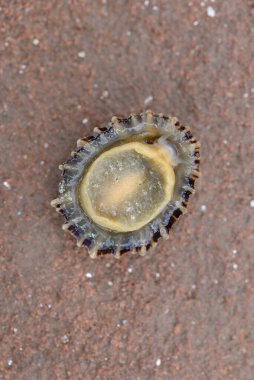 Detail of a limpet on a beach clipart