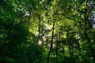 Parkta, güneş ışığına karşı yeşillik.