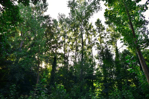 Stromy Vegetace Lese — Stock fotografie