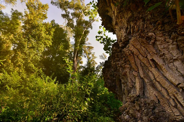 Detail Alter Baumstämme Wald — Stockfoto