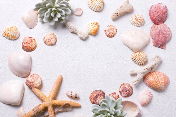 Frame from marine  decorations   on white textured  background. Sea star, shells, coral, succulent echeveria. Sea objects. Selective focus. Place for text.