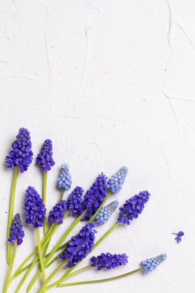 Blaue Muskarienblüten Auf Weißem Strukturiertem Hintergrund Blumenstillleben Selektiver Fokus Platz — Stockfoto