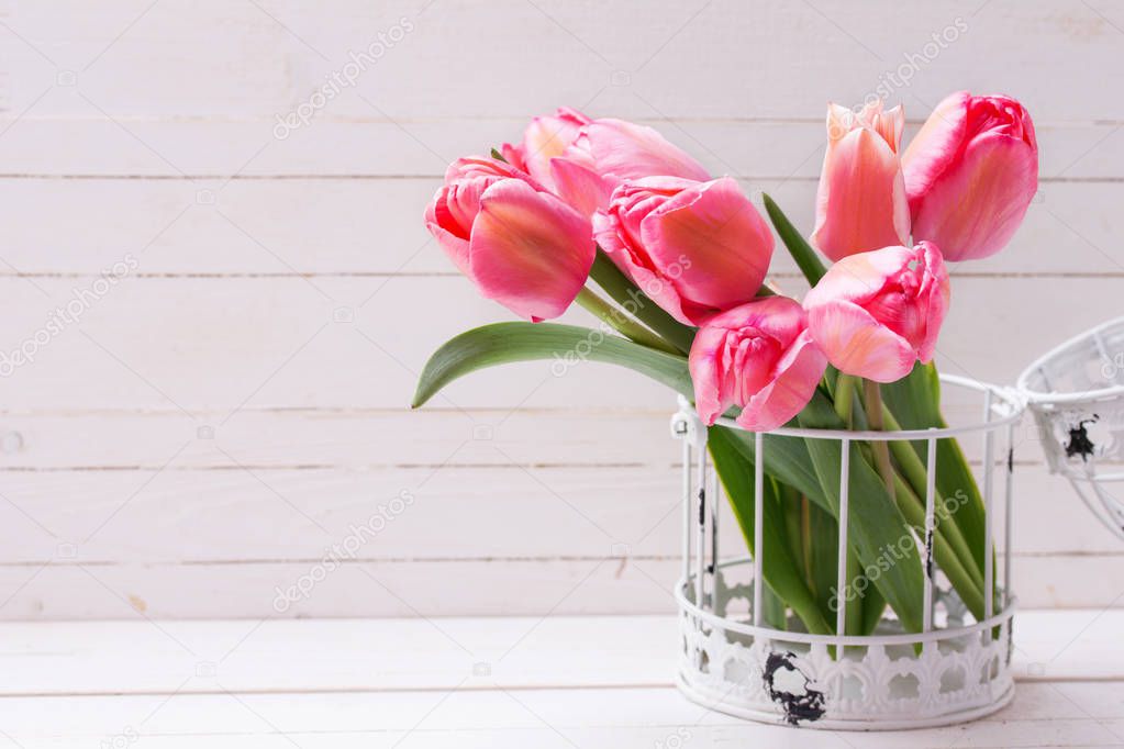 Pink tulip flowers  in cage on  white wooden  background. Floral still life.  Selective focus.  Place for text.