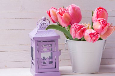 Taze pembe Lale çiçek beyaz kova ve beyaz ahşap zemin üzerinde dekoratif fener