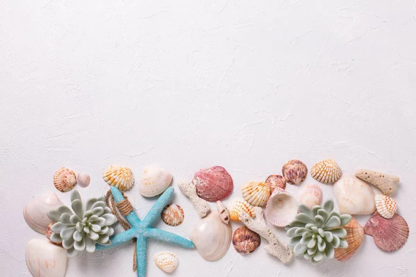 Sea Star Seashells Coral Succulents Echeveria White Background — Stock Photo, Image